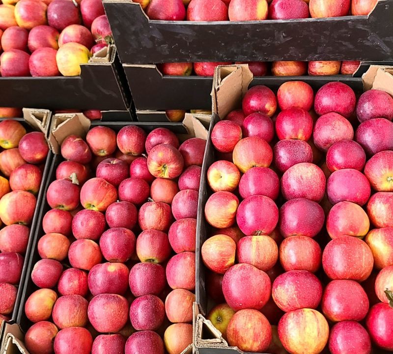 Продам яблука різних сортів 